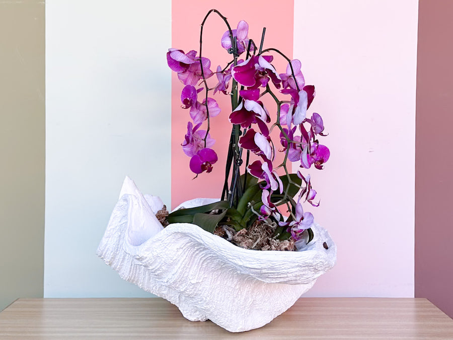 Kips Bay Show House Resin Clam Shell by Made Goods