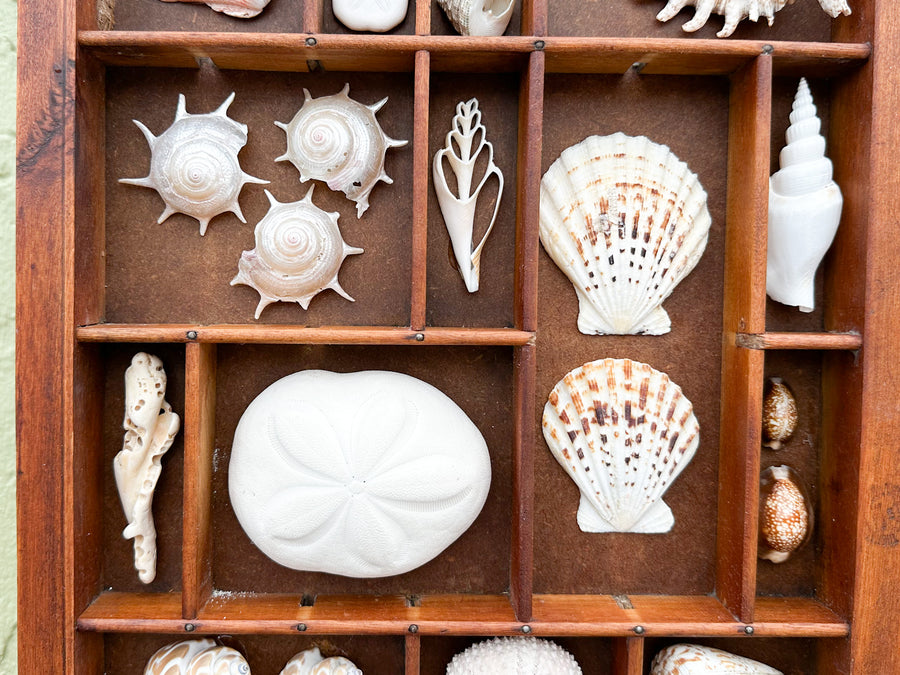 Printers Tray Shell Display