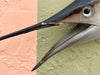 Petite Tag and Release Mounted Sailfish