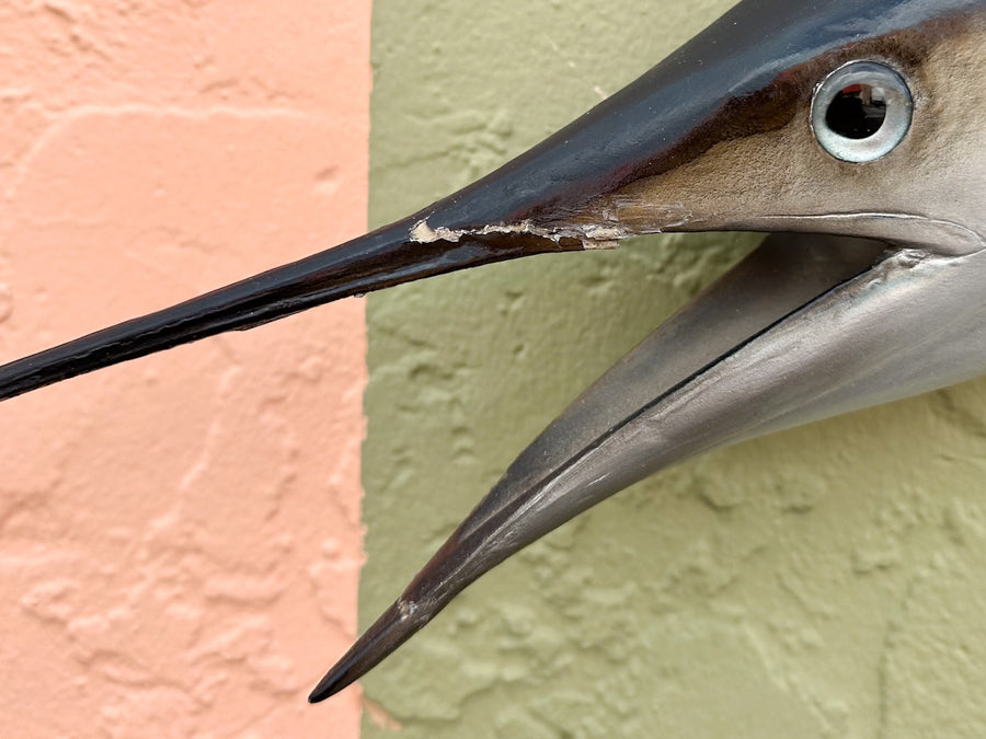 Petite Tag and Release Mounted Sailfish