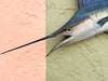 Petite Tag and Release Mounted Sailfish