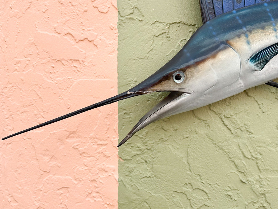 Petite Tag and Release Mounted Sailfish