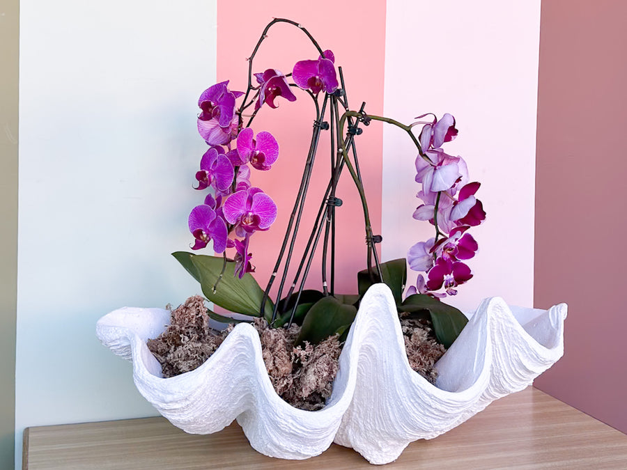 Kips Bay Show House Resin Clam Shell by Made Goods