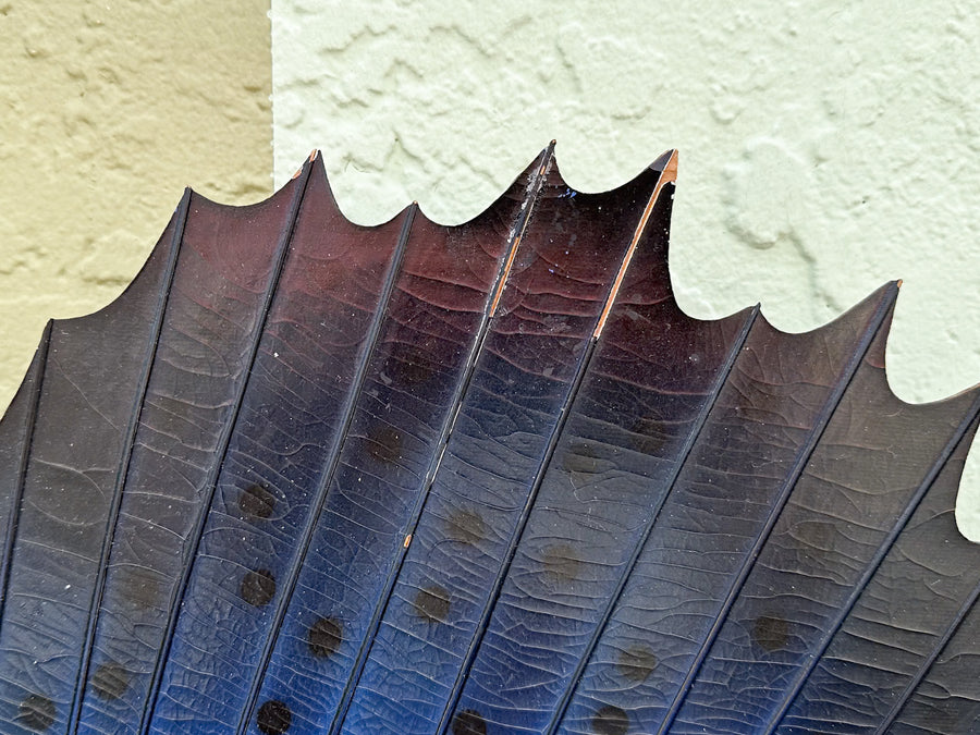Petite Tag and Release Mounted Sailfish
