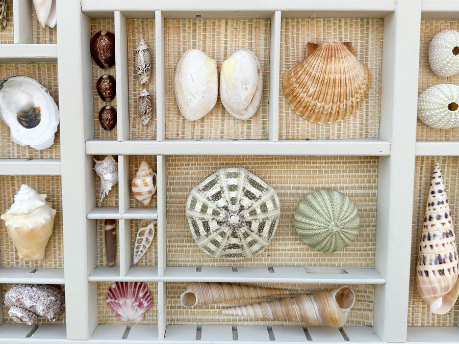 Painted Seagrass Backed Printers Tray Shell Display