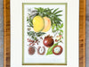 Pair of Colorful Fruit Framed Prints