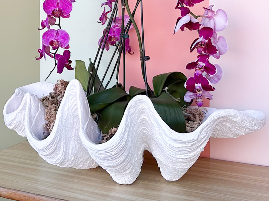 Kips Bay Show House Resin Clam Shell by Made Goods