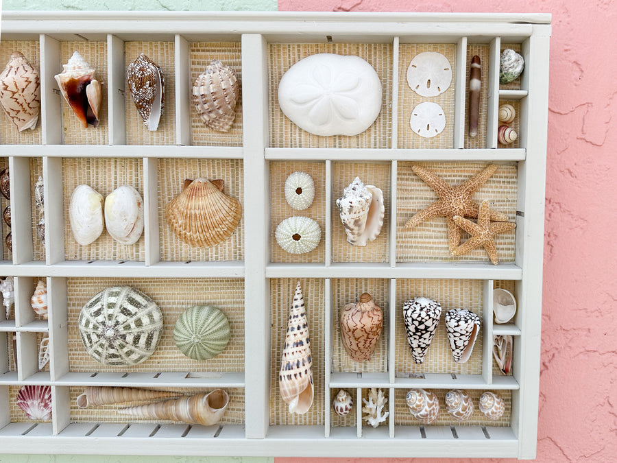 Painted Seagrass Backed Printers Tray Shell Display