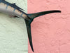 Petite Tag and Release Mounted Sailfish