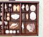 Large Printers Tray Shell Display