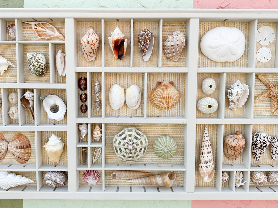 Painted Seagrass Backed Printers Tray Shell Display