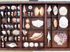 Large Printers Tray Shell Display