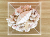 Fabulous Lucite Shell Box