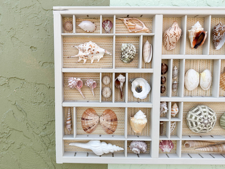 Painted Seagrass Backed Printers Tray Shell Display