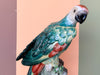 Pair of Stunning Chelsea House Parakeets