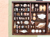 Large Printers Tray Shell Display