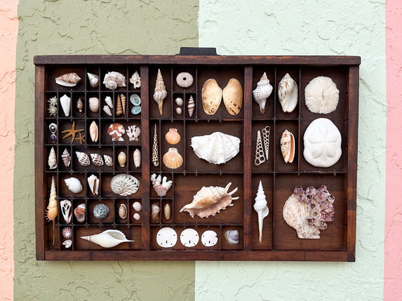Large Printers Tray Shell Display