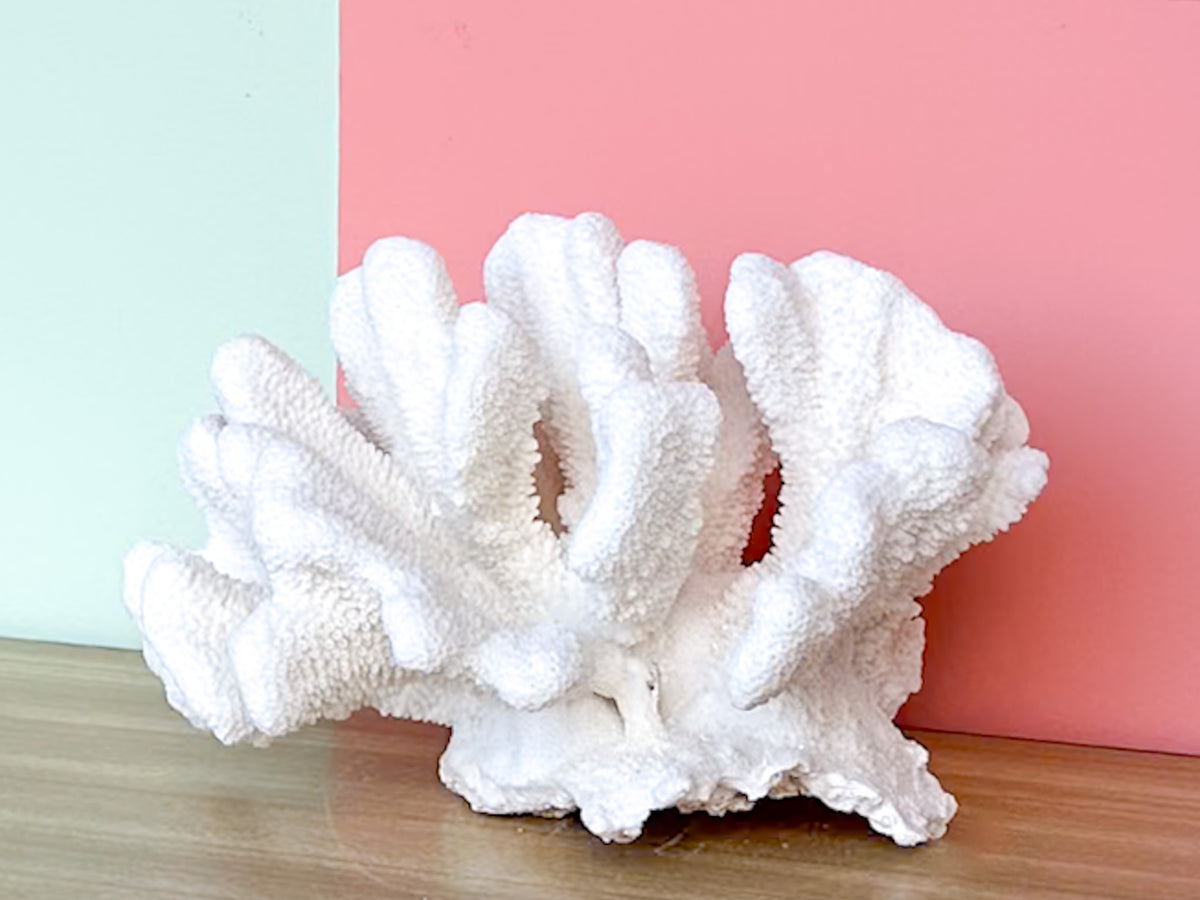 Large Cats Paw Coral