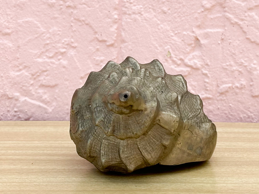 Brass Nautilus Shell