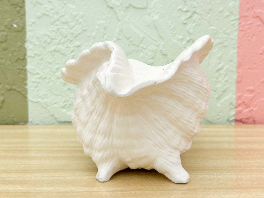 Cream Conch Shell Cachepot