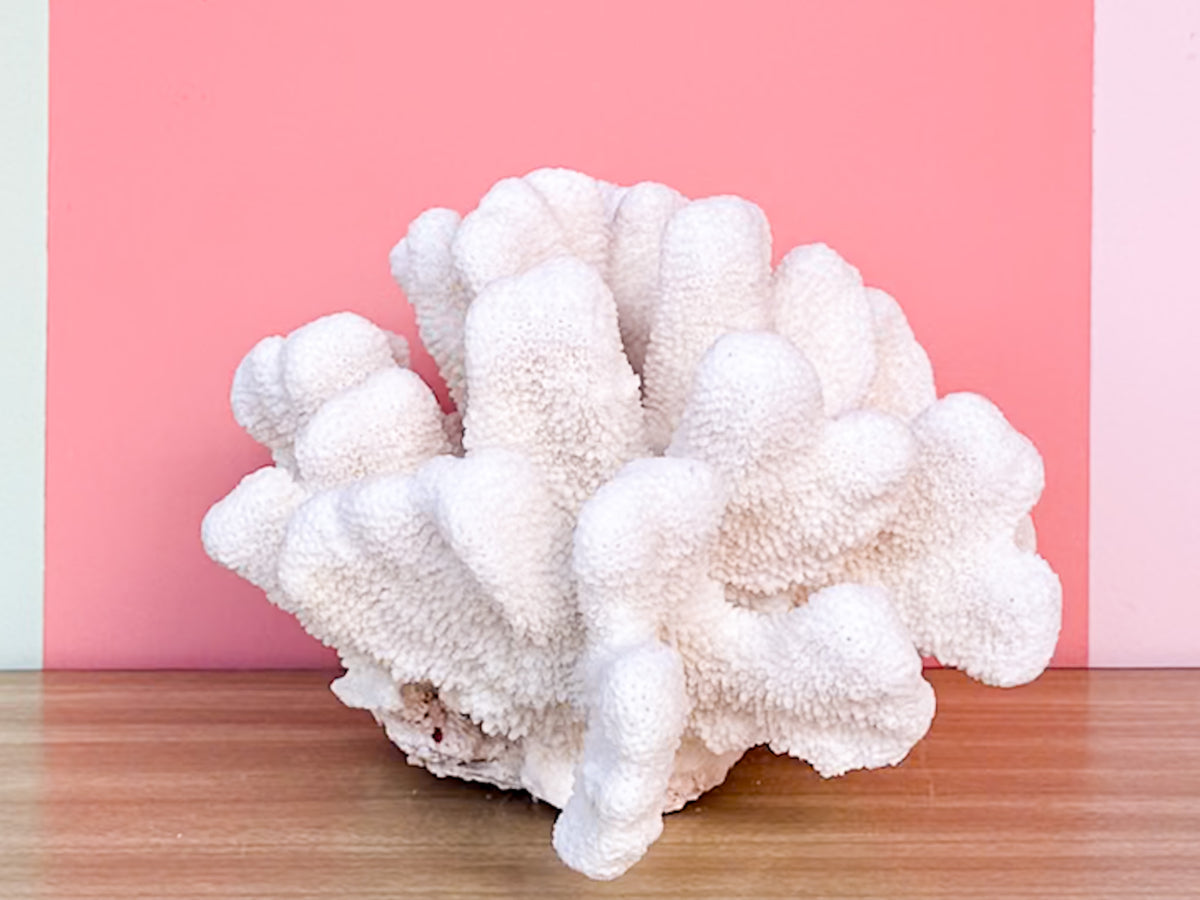 Large Cats Paw Coral