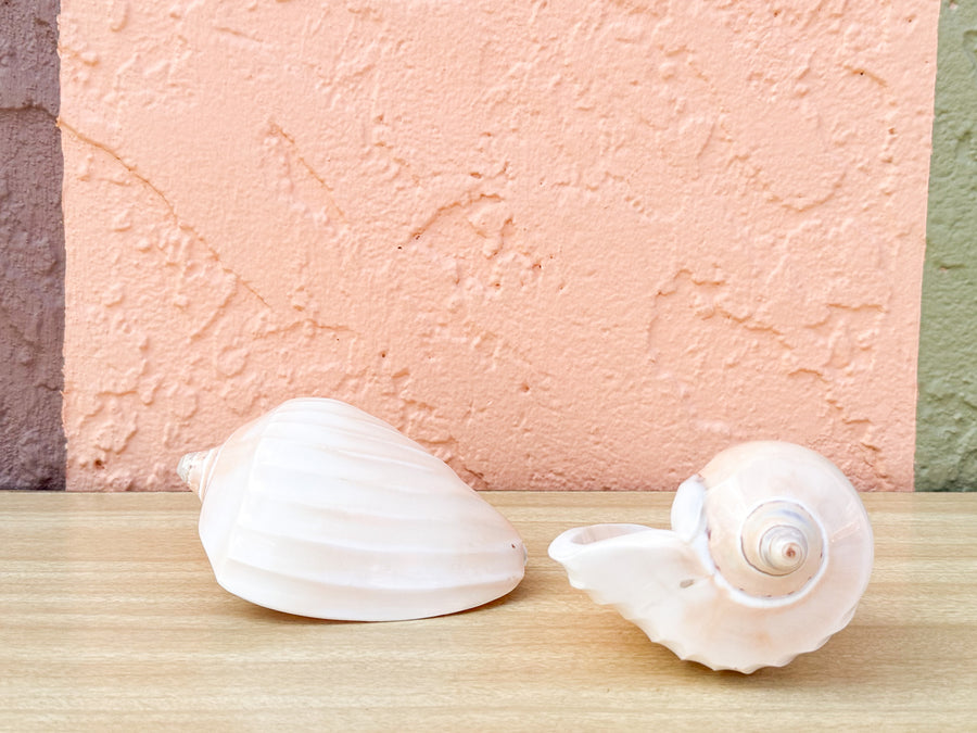 Pair of Ribbed Volute Shells