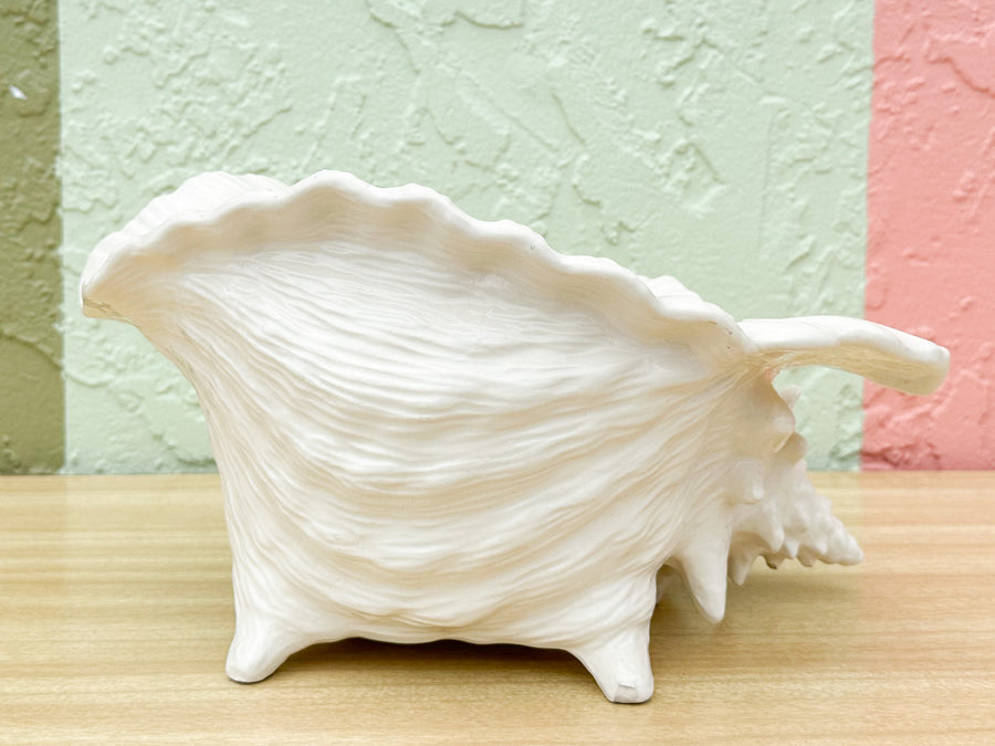 Cream Conch Shell Cachepot