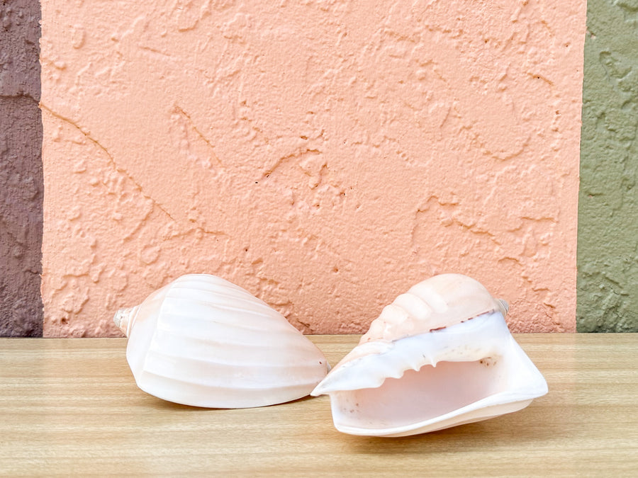 Pair of Ribbed Volute Shells