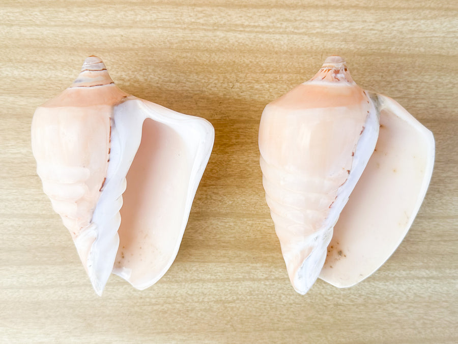 Pair of Ribbed Volute Shells