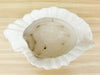 Cream Conch Shell Cachepot