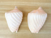 Pair of Ribbed Volute Shells