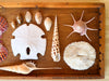 Petite Printers Tray Shell Display