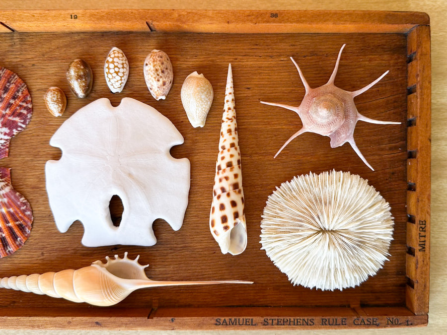 Petite Printers Tray Shell Display