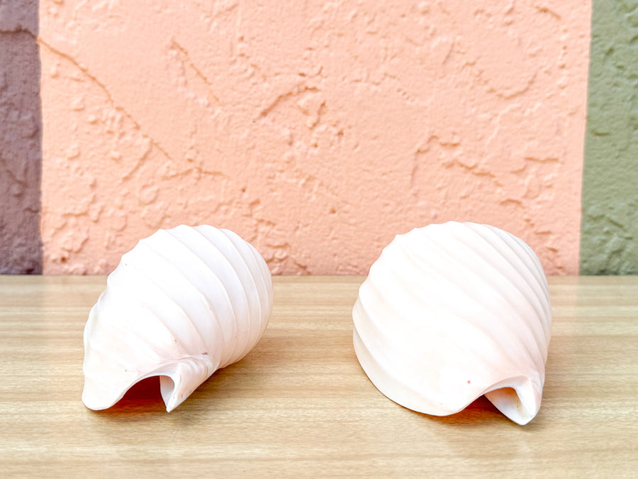 Pair of Ribbed Volute Shells