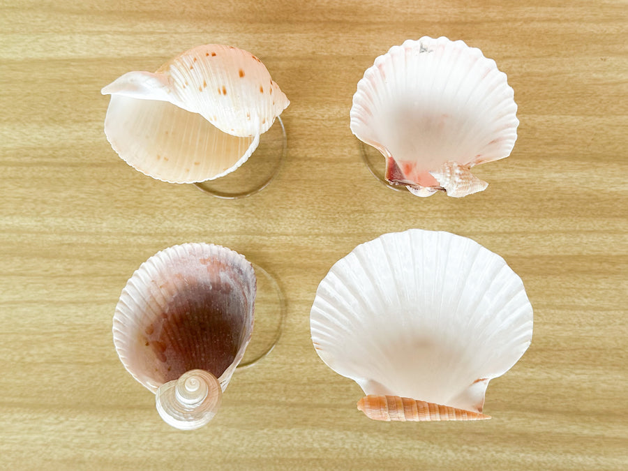 Set of Four Kips Bay Show House Shell Chic Coupes