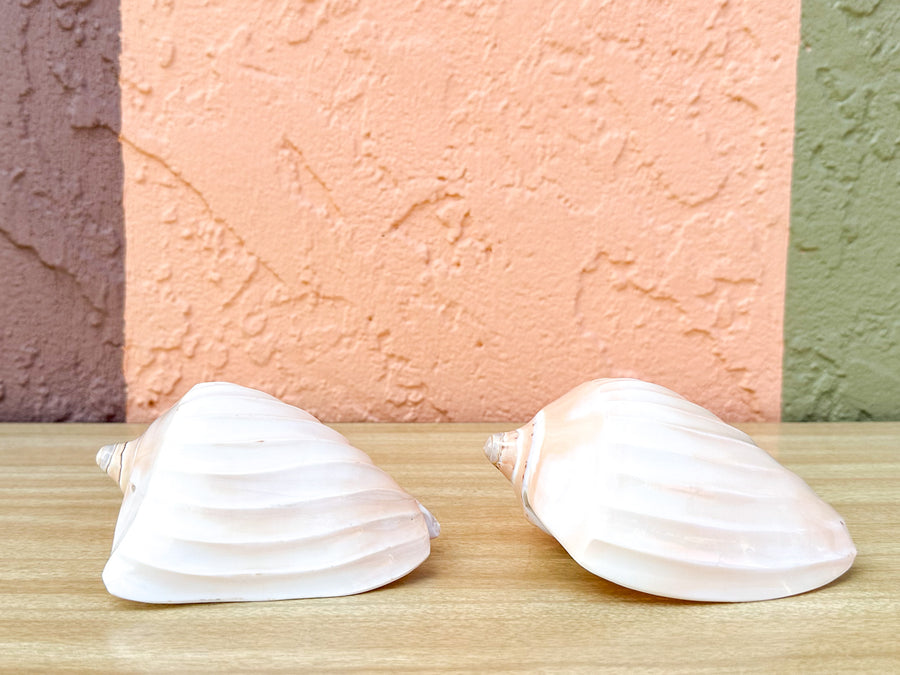 Pair of Ribbed Volute Shells