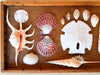 Petite Printers Tray Shell Display