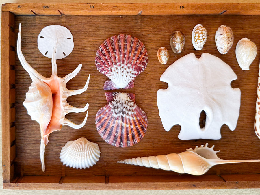 Petite Printers Tray Shell Display