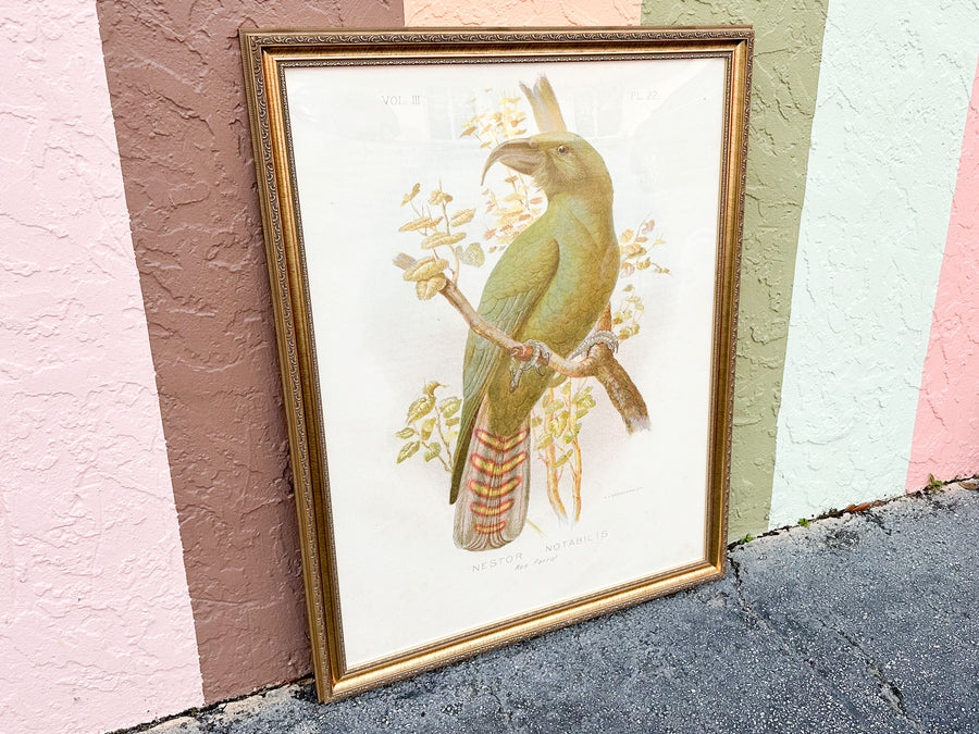 Large Parrot Framed Print