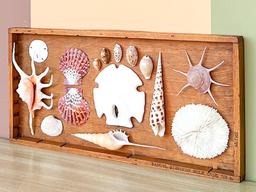Petite Printers Tray Shell Display