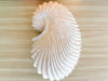 Plaster Shell Sculpture