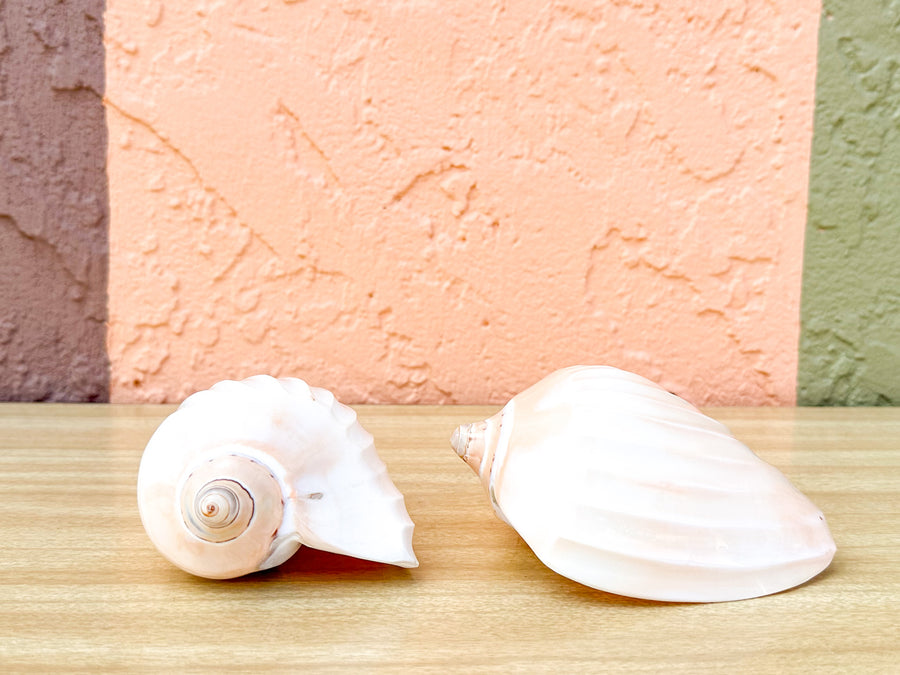 Pair of Ribbed Volute Shells