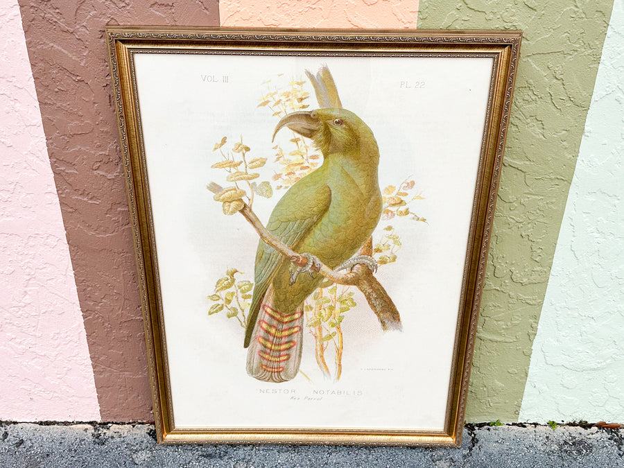 Large Parrot Framed Print