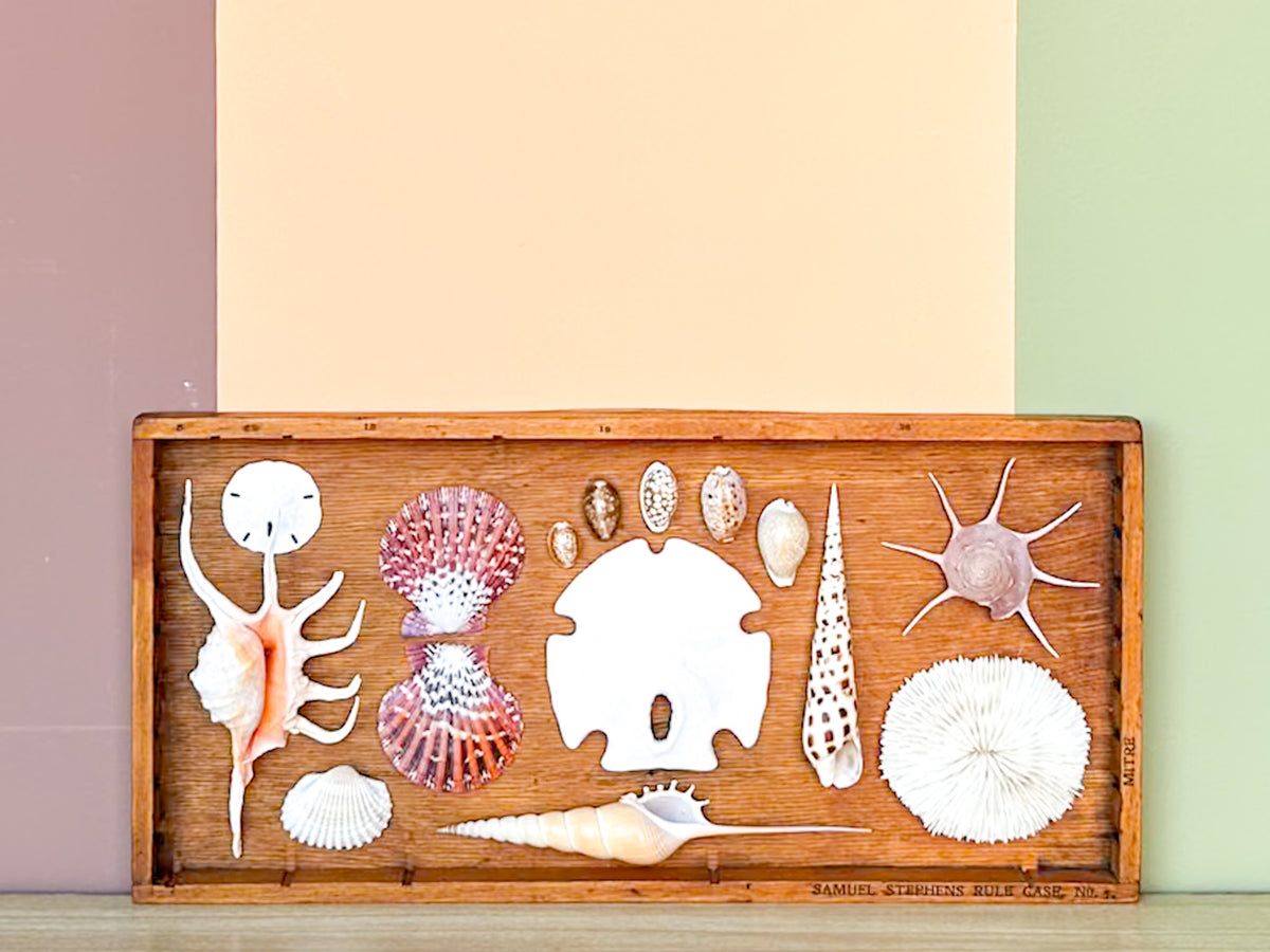 Petite Printers Tray Shell Display