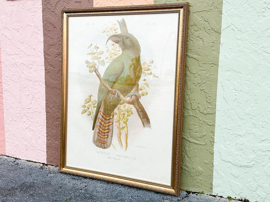 Large Parrot Framed Print