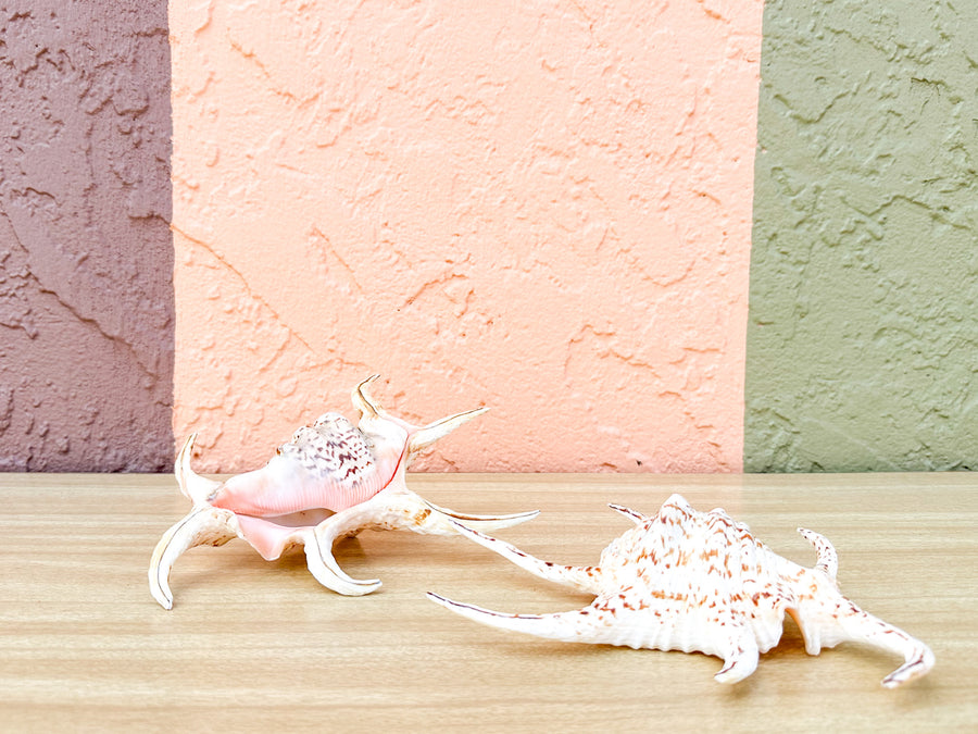 Pair of Spider Conch Shells