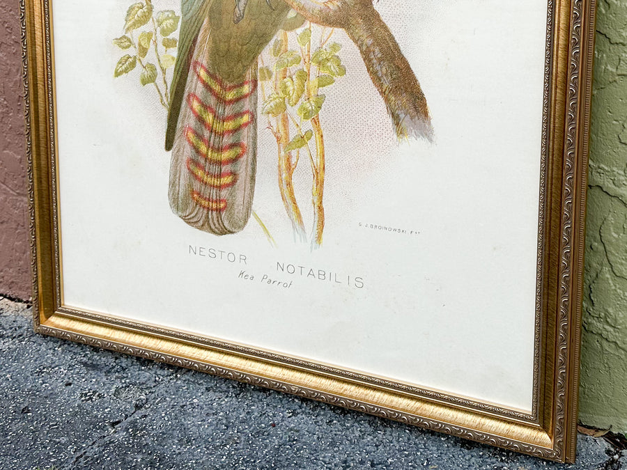 Large Parrot Framed Print