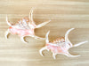 Pair of Spider Conch Shells