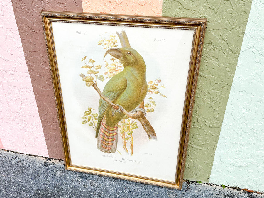 Large Parrot Framed Print