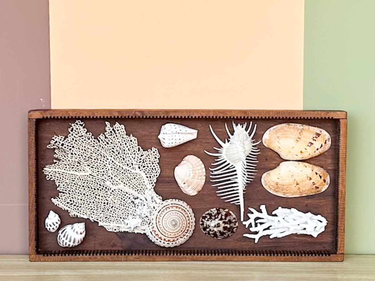 Petite Printers Tray Shell Display
